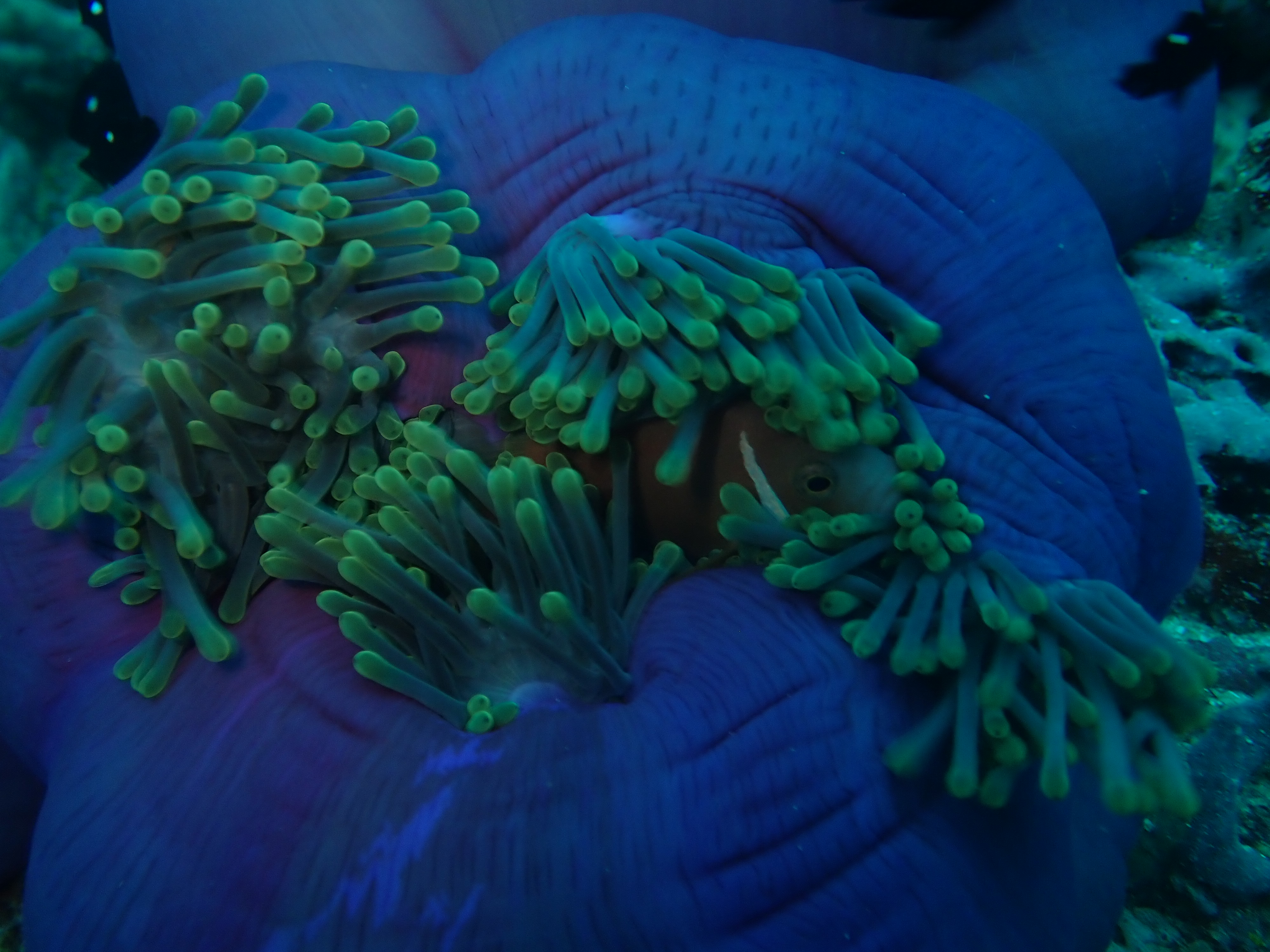 Clownfish sheltering in a blue sea anemone in Bali