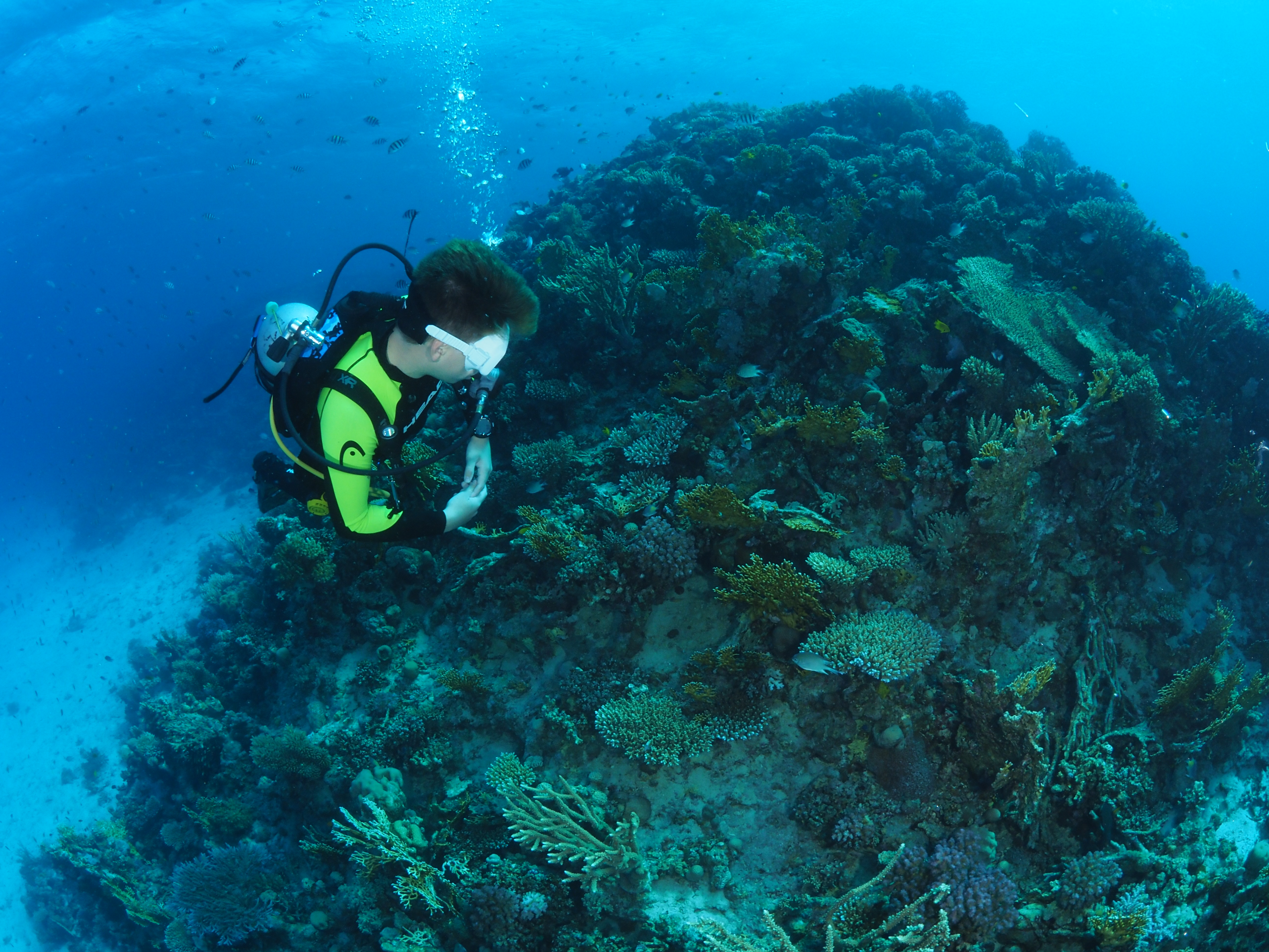 A diver descending along a coral wall