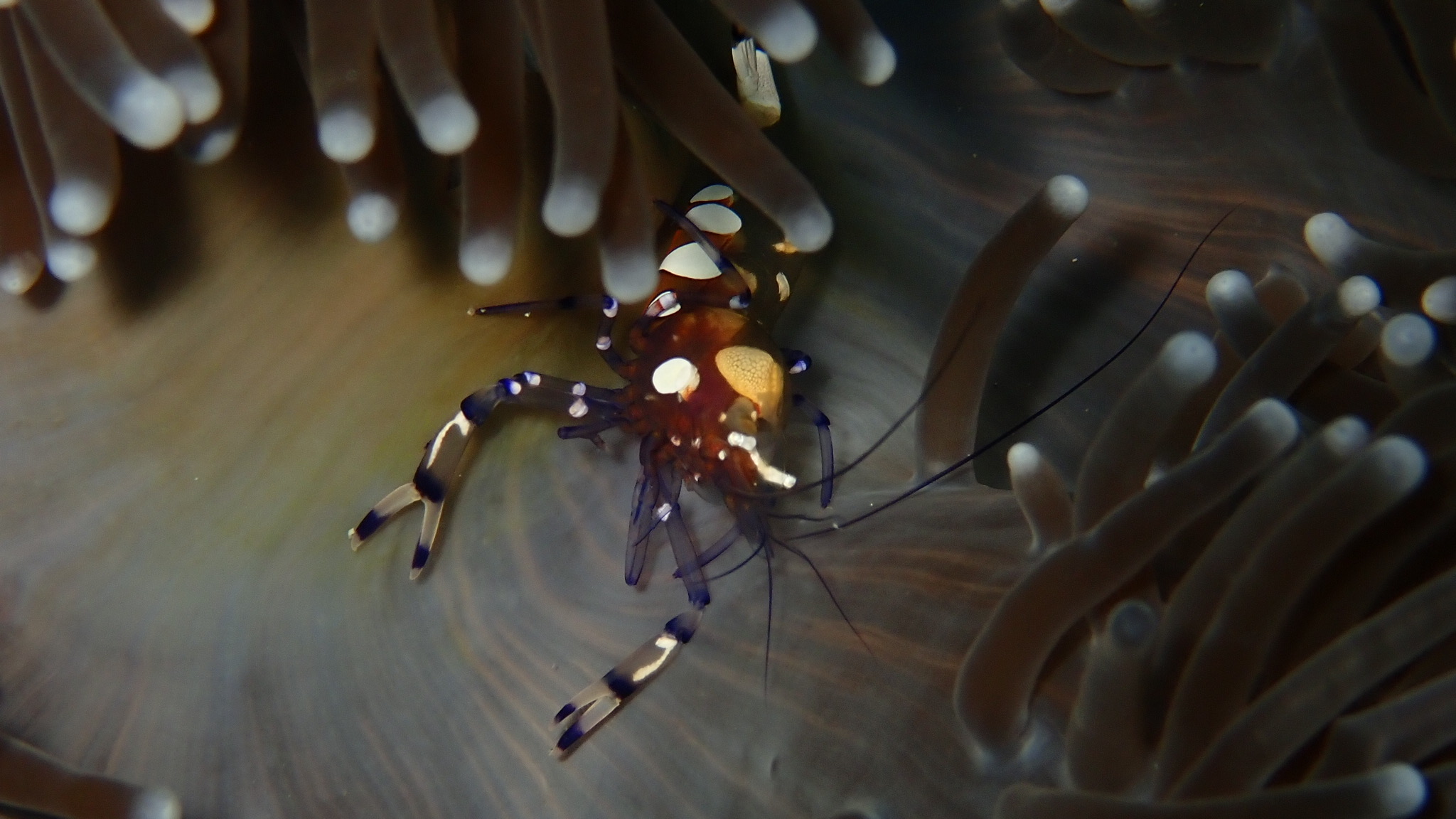 Macro of an anemone shrimp among the tentacles in the Maldives
