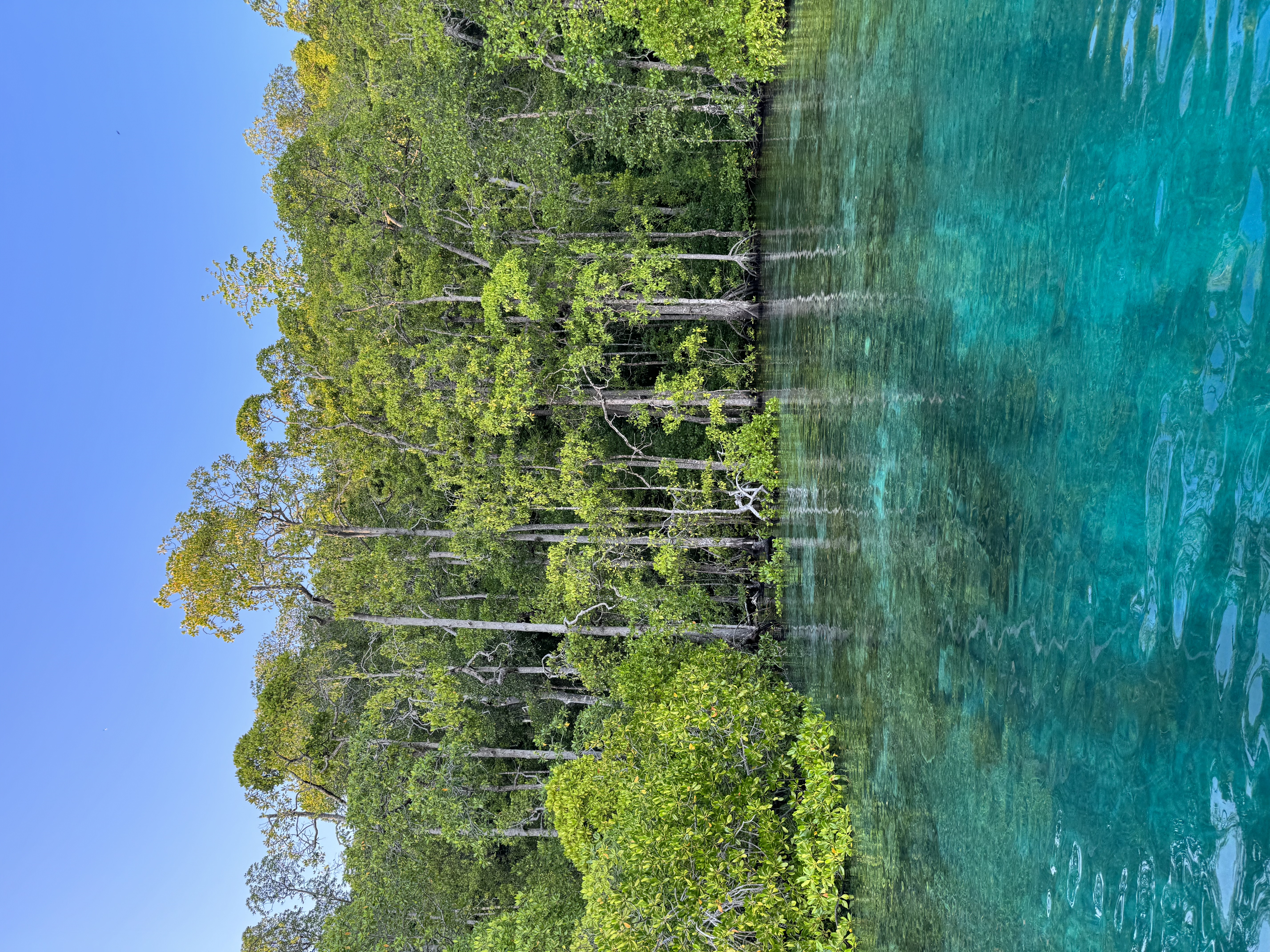 Mangrove forest and clear turquoise water in Raja Ampat