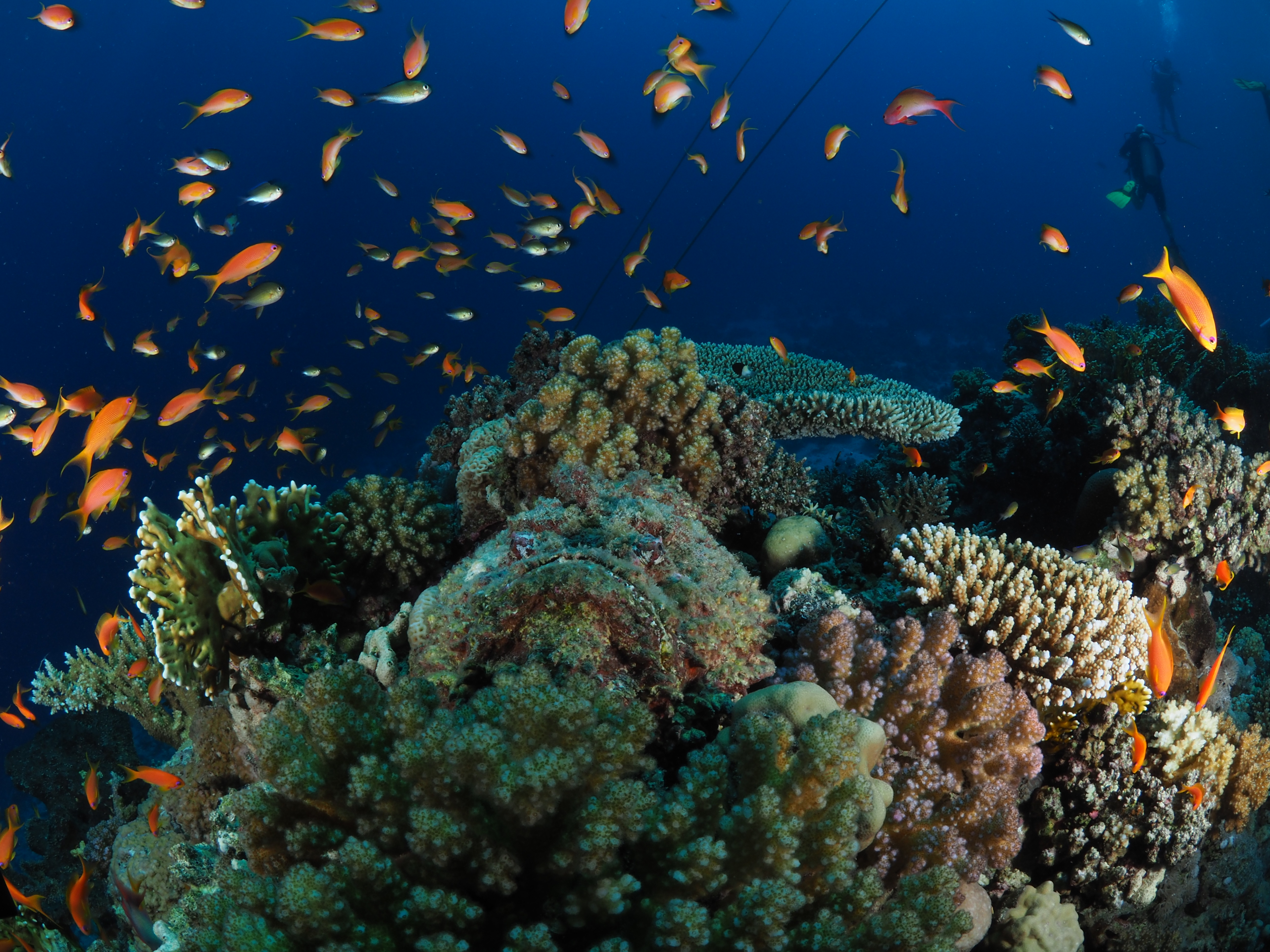 School of anthias above a coral reef with a hidden scorpionfish in the Red Sea